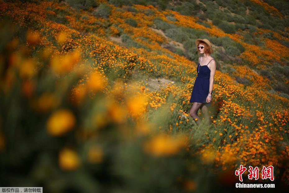 美国加州气候湿润 漫山野花绽放画面唯美(4)