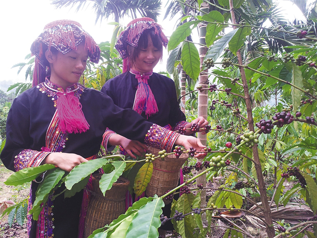 琼中打造海南黎苗族咖啡第一村 飞水岭飘咖啡