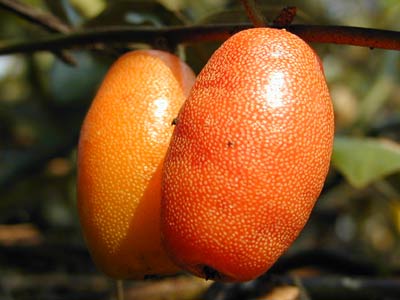 海南热带水果蛋黄果