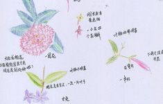 海南首届自然笔记大赛|手绘
