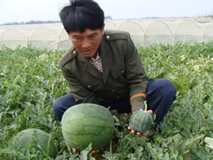 海南东方3700亩瓜地结 怪胎 西瓜 种子有问题?