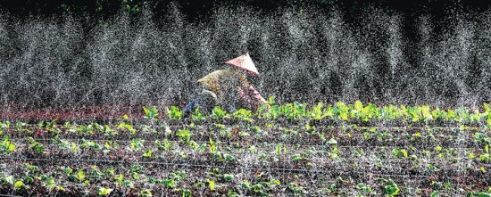 澄迈冬种开始 滴灌技术节约劳动力和水资源