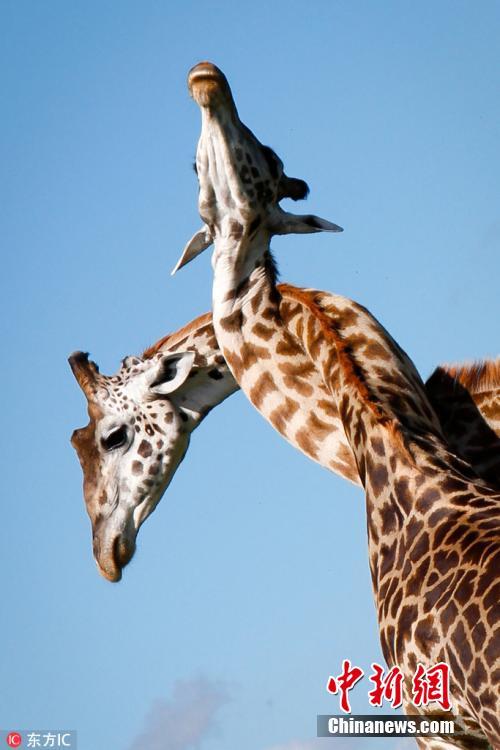 非洲长颈鹿打架现锁喉功 互缠脖子招数奇特
