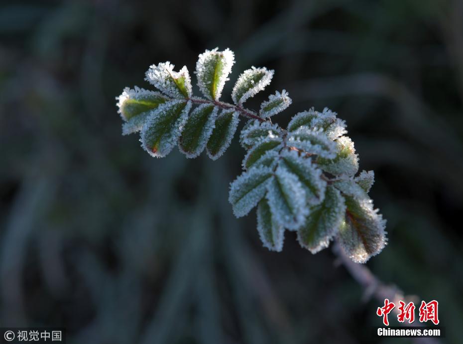 气温跌至-13.3℃ 呼伦贝尔出现霜冻天气(2)